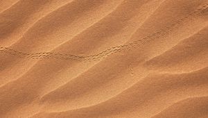 Preview wallpaper sand, desert, trail, dunes