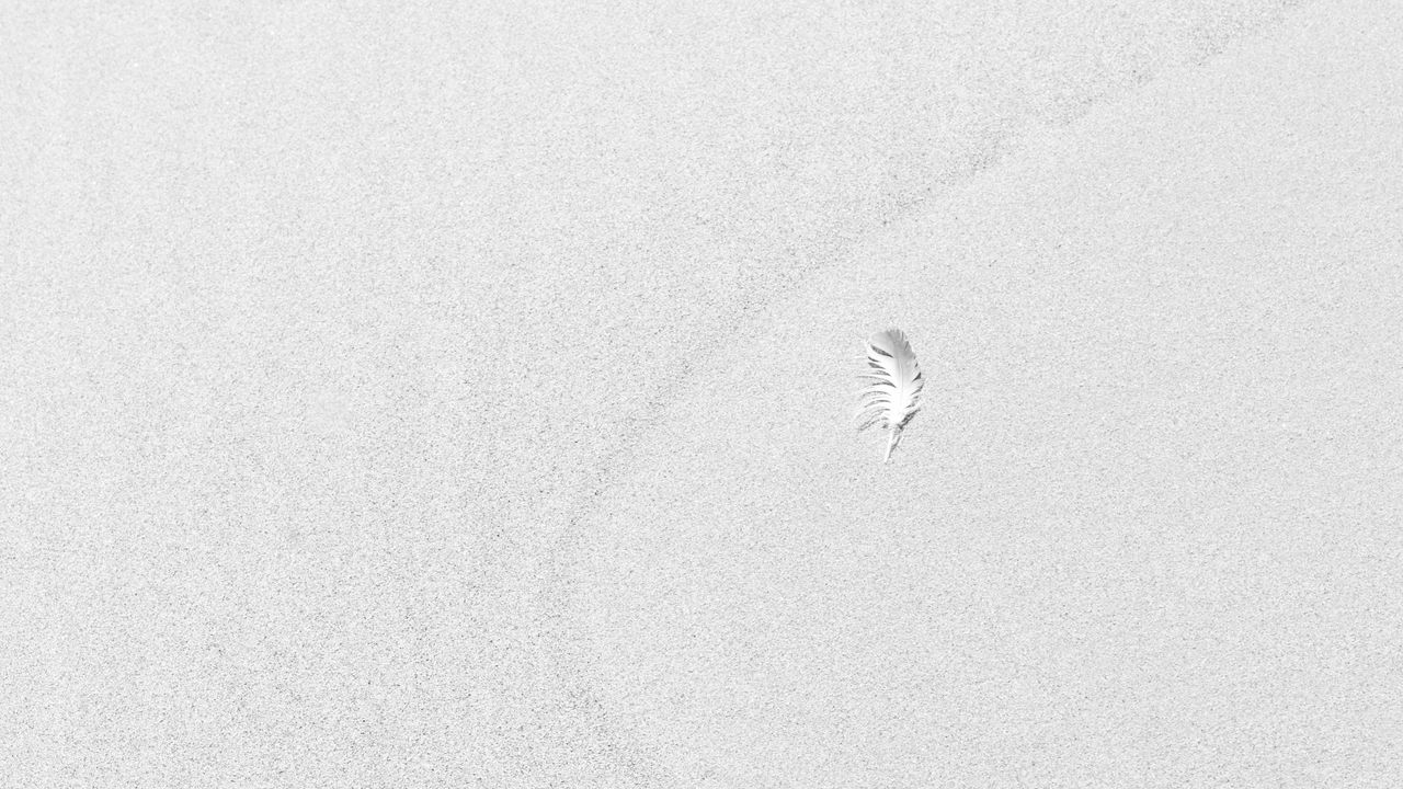 Wallpaper sand, feather, white, minimalism