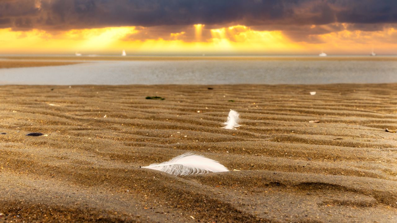 Wallpaper sand, feathers, shore, sea