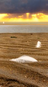 Preview wallpaper sand, feathers, shore, sea