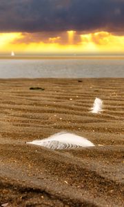 Preview wallpaper sand, feathers, shore, sea