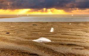 Preview wallpaper sand, feathers, shore, sea