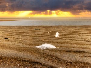 Preview wallpaper sand, feathers, shore, sea