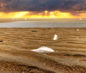 Preview wallpaper sand, feathers, shore, sea