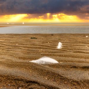 Preview wallpaper sand, feathers, shore, sea