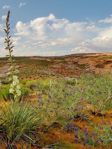 Preview wallpaper sand, flowers, desert, vegetation, hills