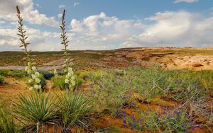 Preview wallpaper sand, flowers, desert, vegetation, hills