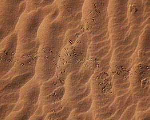 Preview wallpaper sand, footprints, desert, texture