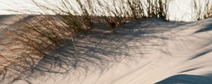 Preview wallpaper sand, grass, desert, dunes