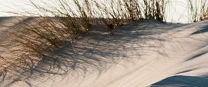 Preview wallpaper sand, grass, desert, dunes