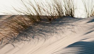 Preview wallpaper sand, grass, desert, dunes