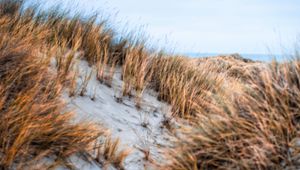 Preview wallpaper sand, grass, dry, hills