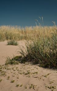 Preview wallpaper sand, grass, nature