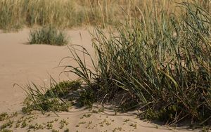 Preview wallpaper sand, grass, nature