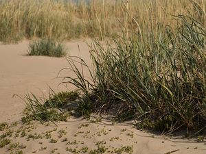 Preview wallpaper sand, grass, nature