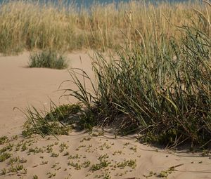 Preview wallpaper sand, grass, nature