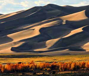 Preview wallpaper sand, hill, dunes, tree