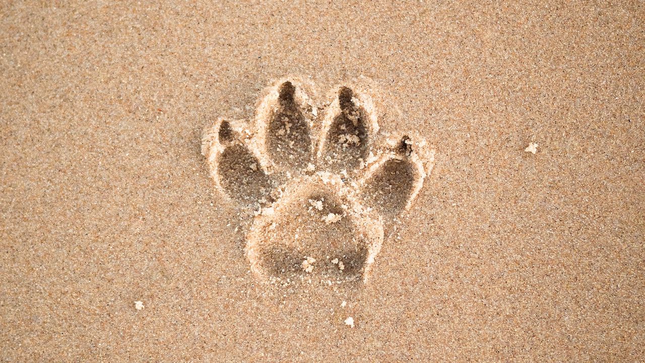 Wallpaper sand, imprint, paw, animal