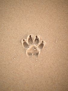 Preview wallpaper sand, imprint, paw, animal