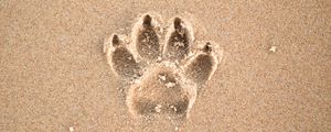 Preview wallpaper sand, imprint, paw, animal