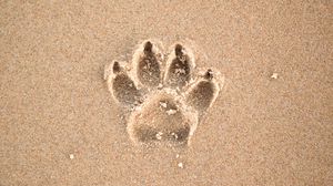 Preview wallpaper sand, imprint, paw, animal