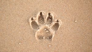 Preview wallpaper sand, imprint, paw, animal