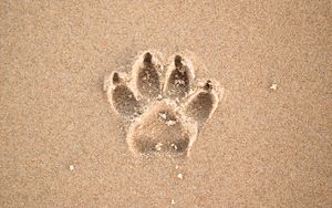 Preview wallpaper sand, imprint, paw, animal