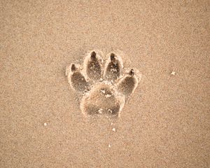 Preview wallpaper sand, imprint, paw, animal