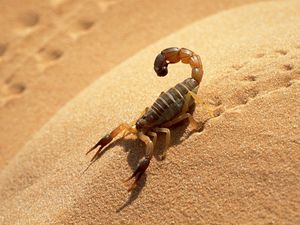 Preview wallpaper sand, scorpion, traces, shadow