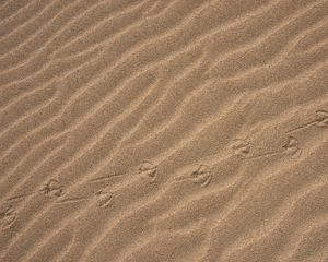 Preview wallpaper sand, traces, desert