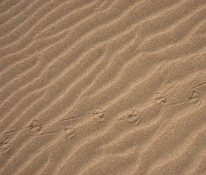 Preview wallpaper sand, traces, desert