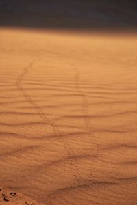 Preview wallpaper sand, traces, desert, blur