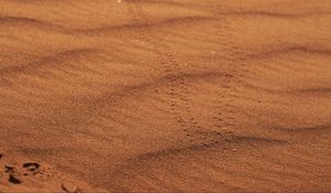 Preview wallpaper sand, traces, desert, blur