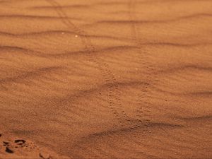 Preview wallpaper sand, traces, desert, blur