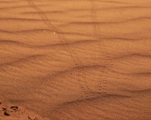 Preview wallpaper sand, traces, desert, blur