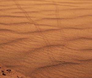 Preview wallpaper sand, traces, desert, blur