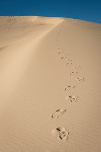 Preview wallpaper sand, traces, desert, dunes, sky