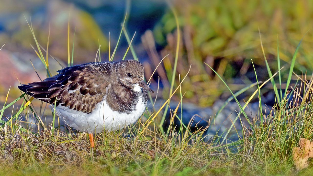 Wallpaper sandpiper, bird, grass