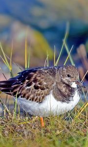 Preview wallpaper sandpiper, bird, grass