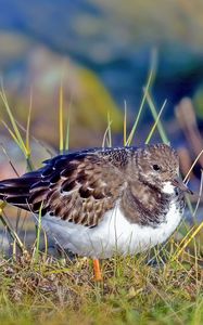 Preview wallpaper sandpiper, bird, grass