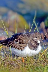 Preview wallpaper sandpiper, bird, grass