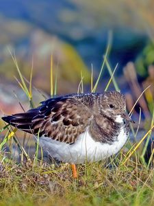 Preview wallpaper sandpiper, bird, grass