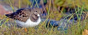 Preview wallpaper sandpiper, bird, grass