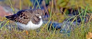 Preview wallpaper sandpiper, bird, grass