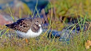 Preview wallpaper sandpiper, bird, grass