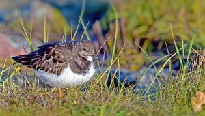 Preview wallpaper sandpiper, bird, grass