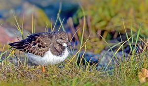 Preview wallpaper sandpiper, bird, grass