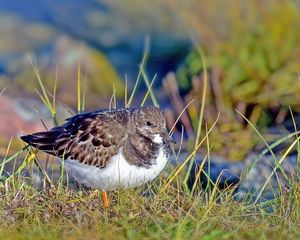 Preview wallpaper sandpiper, bird, grass