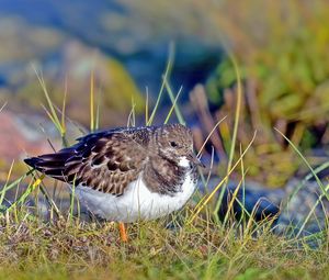 Preview wallpaper sandpiper, bird, grass