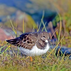 Preview wallpaper sandpiper, bird, grass